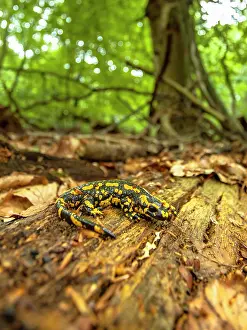 Salamandra: Fire Salamander