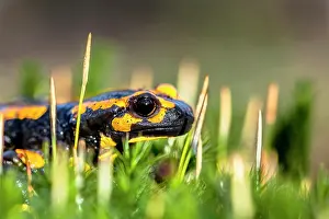 Salamandra: Fire Salamander