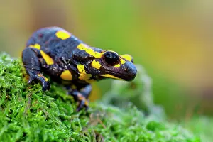 Salamandra: Fire Salamander