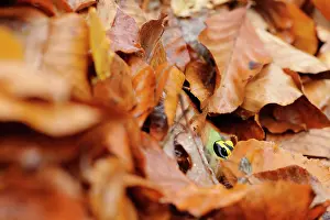 Salamandra: Fire Salamander