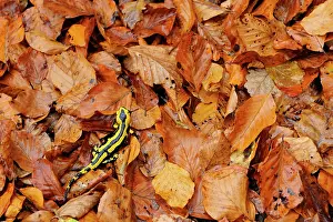 Salamander: Fire Salamander