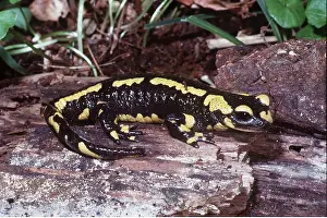 Salamander: FIRE SALAMANDER