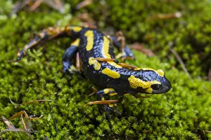 171017: Fire Salamander - adult salamander in Harz National