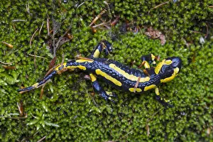 171017: Fire Salamander - adult salamander in Harz National