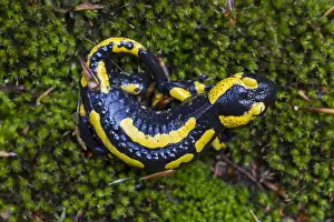 171017: Fire Salamander - adult salamander in Harz National