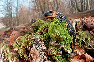 Salamandra: Fire Salamander climbing on old trunk