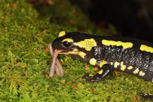 Earthworms: Fire Salamander - eating worm
