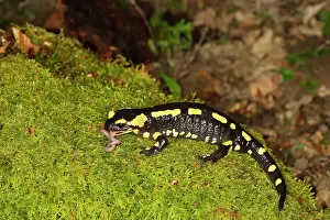 Earthworms: Fire Salamander - eating worm