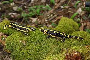 Salamandra: Fire Salamander - two facing each other