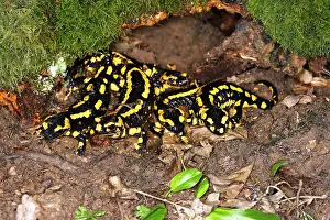 Salamandra: Fire Salamander - group