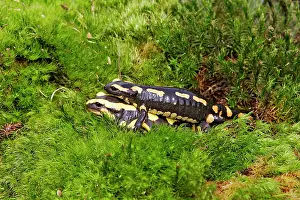 Salamandra: Fire Salamander - mating