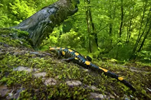 Salamandra: Fire Salamander - on a moss covered tree trunk in a forest