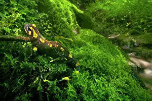 Salamandra: Fire Salamander - on a moss cushion beside a little
