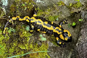 Bulgarian: Fire Salamander - old adult