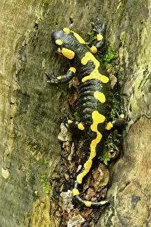 Salamandra: Fire Salamander - resting on a thick tree root in forest