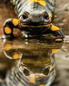 Salamander: Fire salamander (Salamandra salamandra), on the