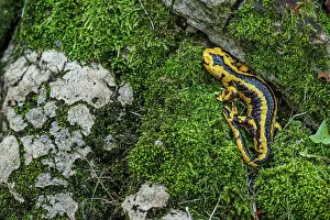 Oviedo: Fire Salamander (Salamandra salamandra bernardezi)