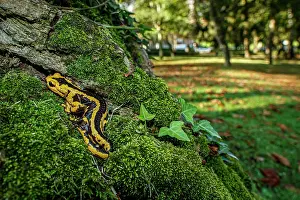 Oviedo: Fire Salamander (Salamandra salamandra bernardezi)