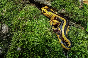 Subspecies: Fire Salamander (Salamandra salamandra bernardezi)