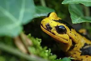 Subspecies: Fire Salamander (Salamandra salamandra bernardezi)