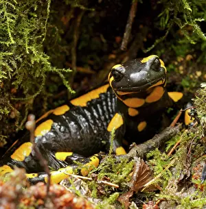 Fire: Fire salamander (Salamandra salamandra), Hesse
