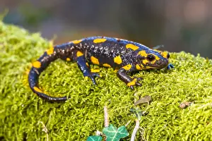 Salamander: Fire Salamander (Salamandra salamandra) on a lo