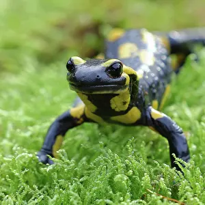 Fire: Fire salamander (Salamandra salamandra), running
