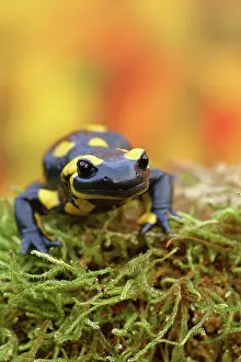 Fire: Fire salamander (Salamandra salamandra), running