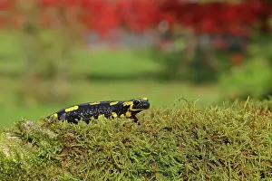 Fire: Fire salamander (Salamandra salamandra), running