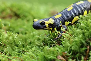 Fire: Fire salamander (Salamandra salamandra), running