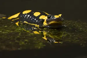 Salamander: Fire Salamander (Salamandra salamandra) in shal