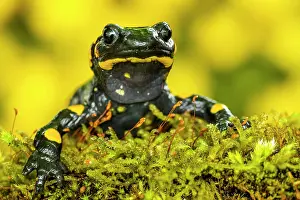 Salamander: Fire salamander (Salamandra salamandra), sits in