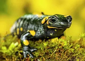 Salamander: Fire salamander (Salamandra salamandra), sits in
