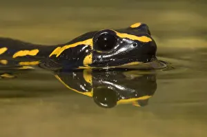 190219: Fire Salamander (Salamandra salamandra) in wate