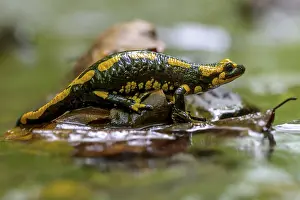 Hessen: Fire salamander (Salamandra salamandra) on a wet leaf in the water