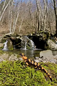Salamandra: Fire Salamander - young in habitat