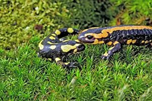 Salamandra: Fire Salamanders