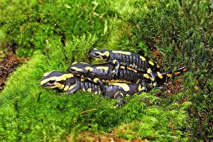 Salamandra: Fire Salamanders - mating