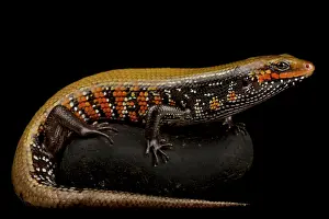 Fire: Fire skink (Mochlus fernandi fernandi), on black background