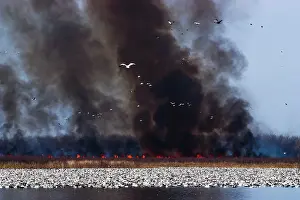 Squaw: Fire and Snow Geese