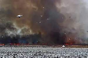 Squaw: Fire and Snow Geese