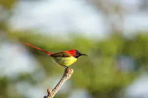 Fire: Fire tailed sunbird