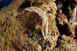 Hermodice: Fire worm, Hermodice carunculata, Santa Maria Island
