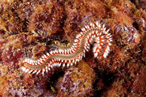 Azores: Fire worm, Hermodice carunculata, Santa Maria Island