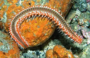 Hermodice: Fire worm (Hermodice carunculata) Tenerife, Canary