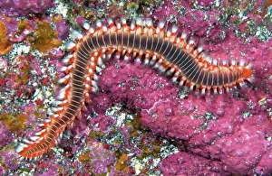 Hermodice: Fire worm (Hermodice carunculata) Tenerife, Canary