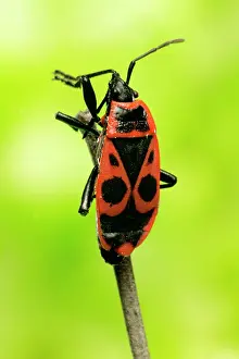 Apterus: Firebug