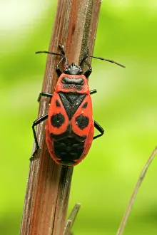 Apterus: Firebug