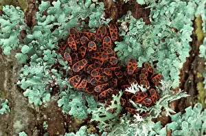 Apterus: Firebug