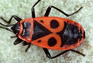 Pascal Goetgheluck: FIREBUG